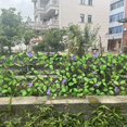 thumbnail image 4 of Expandable Fence Privacy Screen Eco-friendly Easy Installation Plants For Garden Fence Hedges, 4 of 5