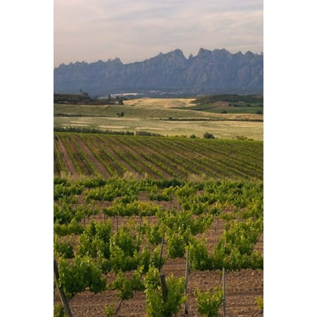 - Spring Vineyards with Montserrat Mountain Catalonia Spain Poster Print by Janis Miglavs