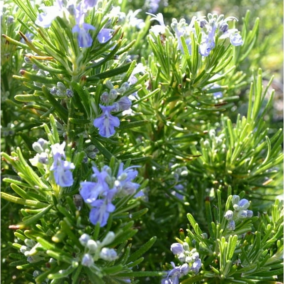 3 Tuscan Rosemary Plants Blue Rosemary Mints Seedsling Rosemary Herb Starter Plants 4-6 Inch Tall