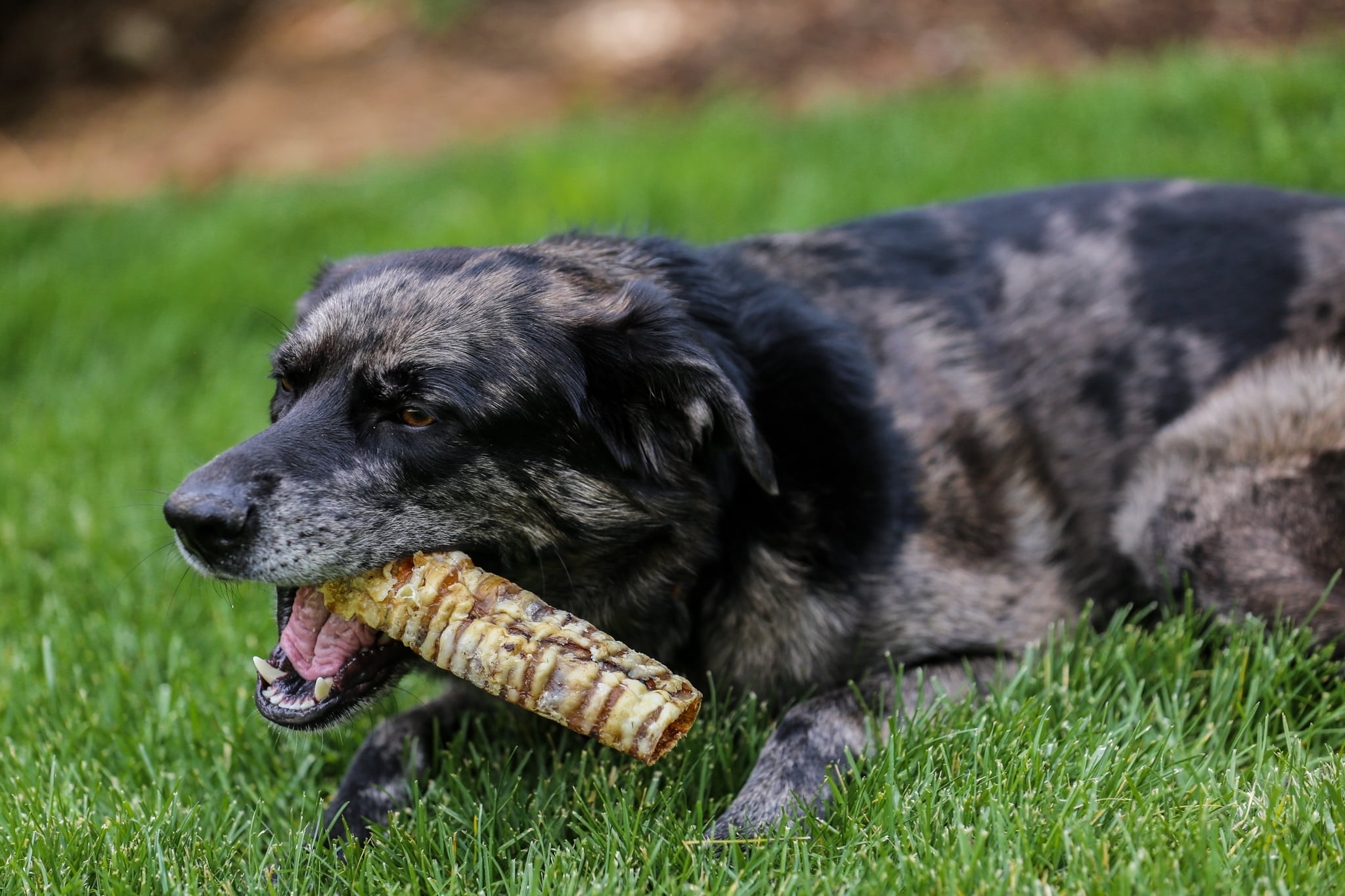 Beef Trachea 12 Dog Treats, 10 Count