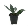 thumbnail image 2 of Ohio Grown Sweet Bay Laurel Herb - Laurus nobilis- 4"  Pot, 2 of 4