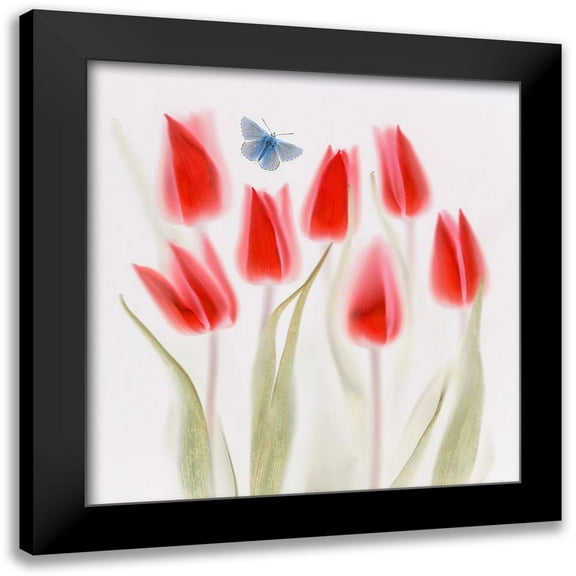 Haslam, Brian 12x12 Black Modern Framed Museum Art Print Titled - Red Tulips