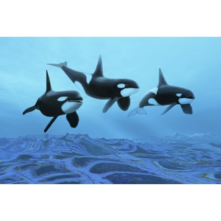 Over The Bed Decor Three male killer whales swim over ancient fossil beds Canvas Art - Corey FordStocktrek Images (18 x 12) ()