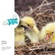 thumbnail image 4 of 2pcs Pigeon Pigeon Alimentadores de agua Dove Hervidor de agua Tazones de bebida automáticos Regalo, 4 of 6