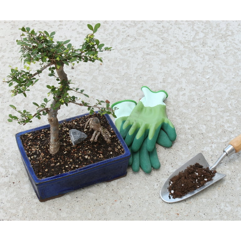 Soil Sunrise All-Purpose Bonsai Potting Mix, Organic Nutrient-Rich Indoor  Planting Soil for Trees, 4 Quarts - Walmart.com