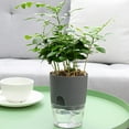 thumbnail image 3 of cdar 2 Tier Round Plants Hydroponic Plant Containers Terrarium Kit Desktop Glass Flower Planter Vase for Office Decor, 3 of 8