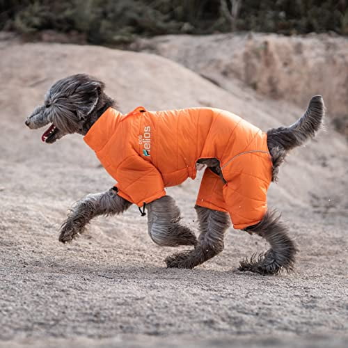 Dog helios weather king discount