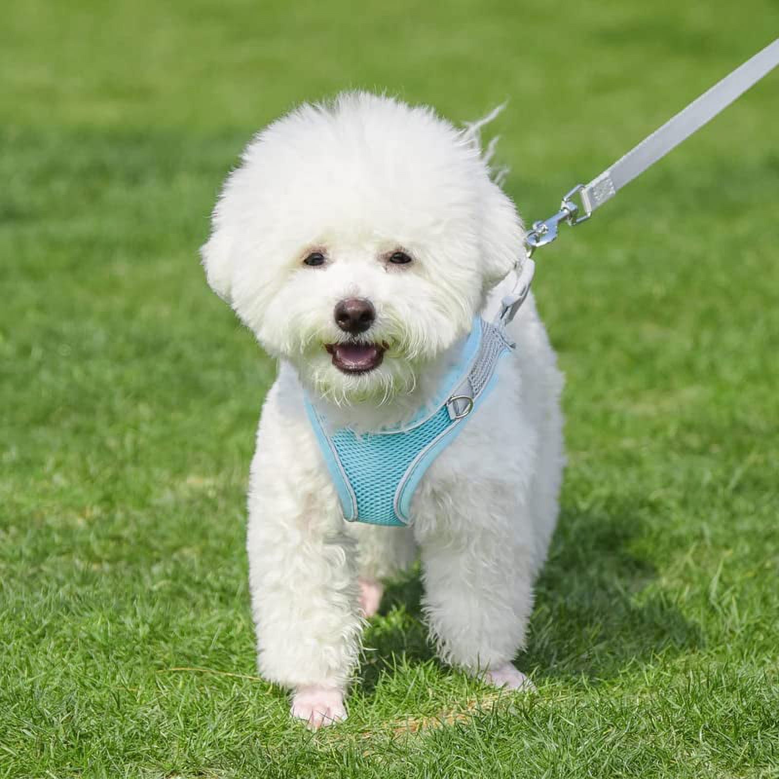Buy xxs cheap dog harness