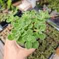 thumbnail image 4 of Live House Plants Indoor Plants 4‘’Pot Vicks Plant/Plectranthus Plant, 4 of 5