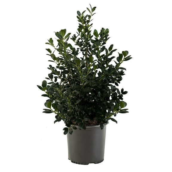 Expert Gardener 7 Gallon Holly Nellie R. Stevens (Ilex) Live Shrub