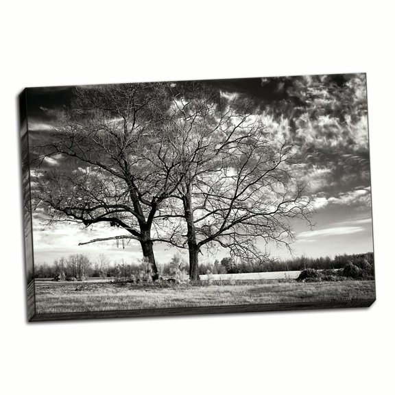 Gango Home Decor Roseville Oaks BW by Alan Hausenflock (Ready to Hang); One 36x24in Hand-Stretched Canvas