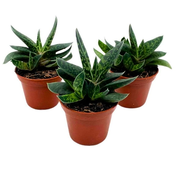 Gasteria Pillansii, 2 inch Set of 3, Succulent Haworthia Aloe Cow Tongue Tiny Mini Pixie Plants