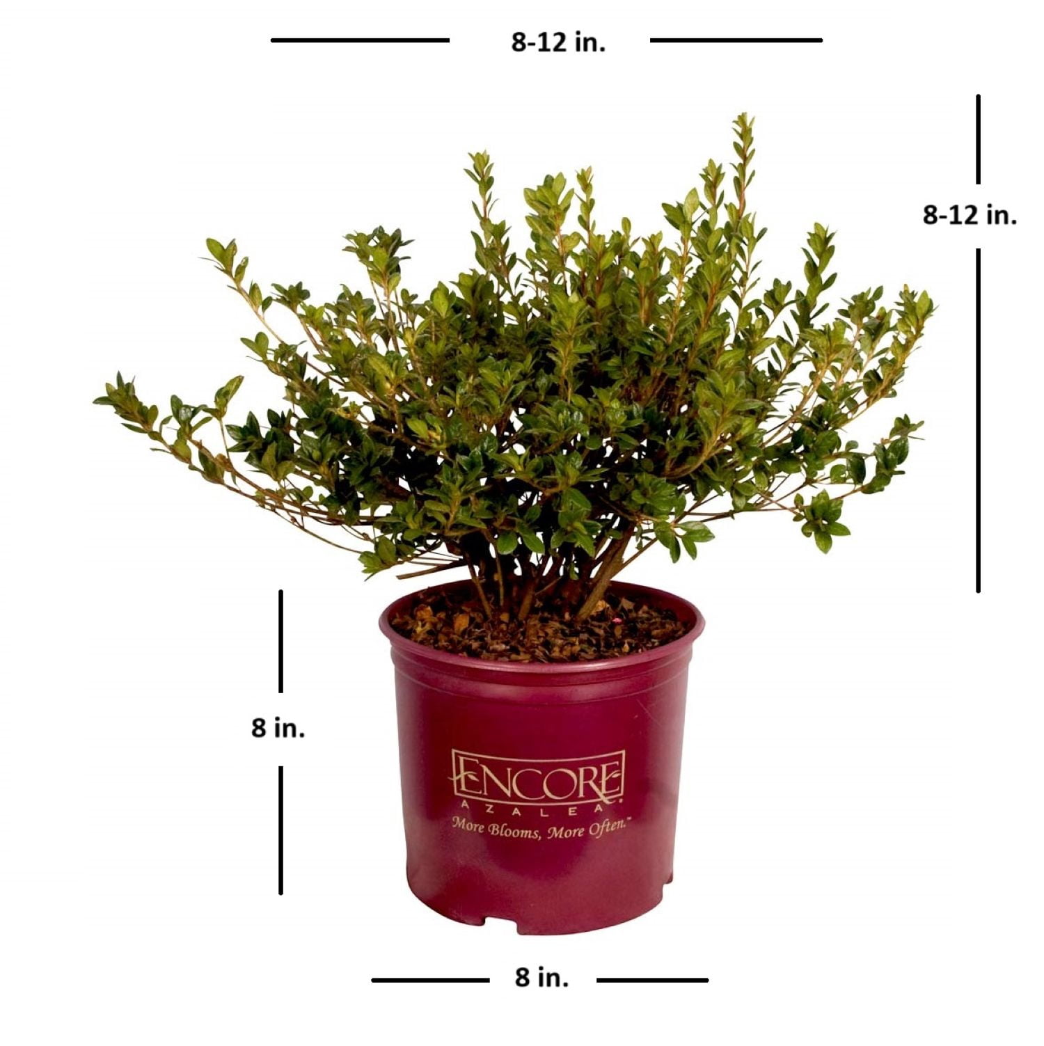 Encore Azalea Autumn Kiss (1 Gallon) Two-Tone Pink Flowering Shrub - Full Sun Live Outdoor Plant