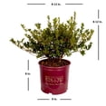 thumbnail image 2 of Encore Azalea Autumn Rouge (1 Gallon) Dark Pink Flowering Shrub - Full Sun Live Outdoor Plant, 2 of 6