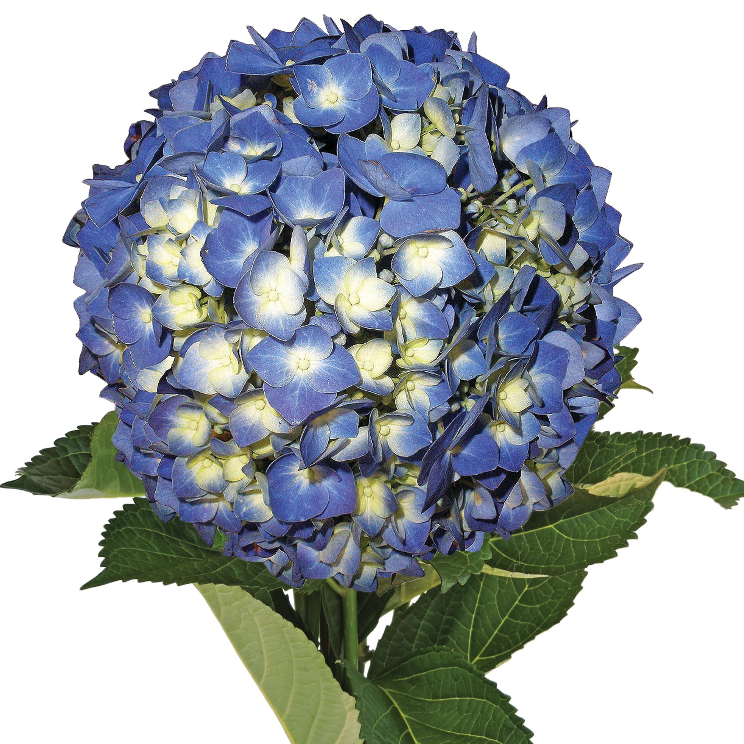 Shocking Blue Hydrangea - Fresh Cut - 15 Stems - Walmart.com - Walmart.com