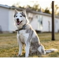 thumbnail image 6 of XiaZ Dog Runner Tie Out Cable for Dogs Up to 250 Pound 50ft Dog Lead Line for Yard, Camping, Park, Outside, 6 of 10
