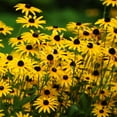 thumbnail image 2 of Outsidepride Rudbeckia Hirta Black-eyed Susan Flower Seeds - 1/4 LB, 2 of 3