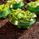 thumbnail image 2 of Anillo protector de plantas I Embudos antibabosas (5 unidades) I Valla para ensalada I Protección antibabosas I Campana para ensalada I Collar de plástico I Anillo protector, 2 of 4
