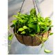 thumbnail image 5 of Toystoory Cesta colgante de metal, maceta con revestimiento de fibra de coco para balcón interior, jardín Jardín y Patio No.1 Toystoory HA025959-01, 5 of 6