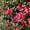 thumbnail image 4 of Brighter Blooms - Southern Living® Yuletide Camellia, 1 gal - No Shipping to AK, AZ, HI, OR, TX, 4 of 4