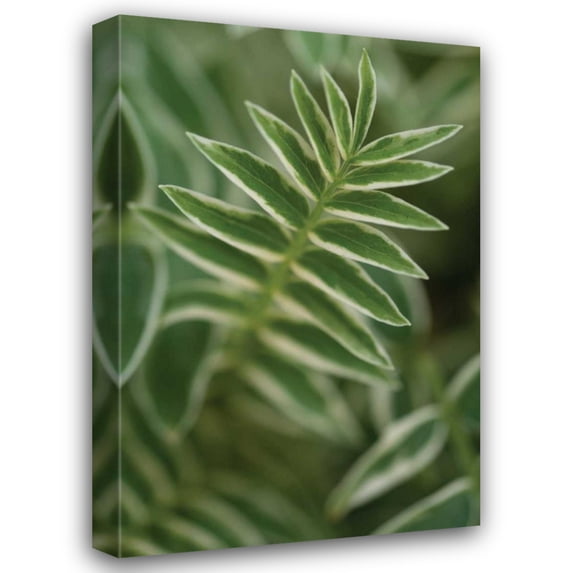 Erin Berzel 31x44 Gallery Wrapped Canvas Wall Art Titled - Compound Leaves II