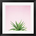 thumbnail image 1 of Succulent Simplicity I on Pink by Felicity Bradley, Framed Wall Art, 19.5W x 19.5H, 1 of 1