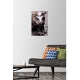 thumbnail image 2 of Cute Pygmy Hippopotamus Wall Poster with Push Pins, 14.725" x 22.375", 2 of 5