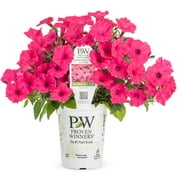 Proven Winners 1.56PT Petunia Sprtna Fuchsia