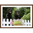 thumbnail image 2 of Rottweilers Looking over Fence, Animals Botanical Framed Art Print Wall Art Sold by Art.Com, 2 of 5