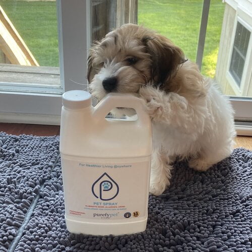 PUREFY Pet Spray (68oz Refill) Eliminate Pet Inanimate Allergens and Pet Urine from the Environment. Precent Marking. Pet Odor Eliminator. Unscented. No residue. Pet Friendly. Ready to Use.