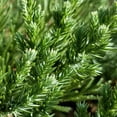 thumbnail image 3 of Expert Gardener Parsoni Juniper (2.5 Quart) Low-growing Juniper Shrub with Blue-Green Foliage, 3 of 4