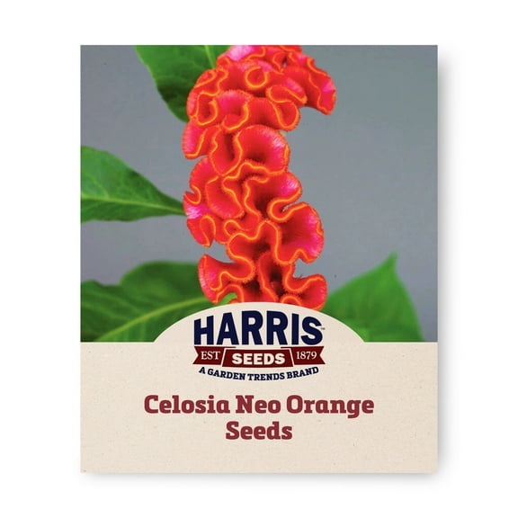 Harris Seeds - Celosia Neo Orange Seeds For Planting - Bold Flowers - 100 Seeds