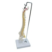 Human Spine Model Vertebral Column 17.7" Life Size with Vertebrae, Nerve Roots, Vertebral Arteries with Base for Kids Learning Study , hanging