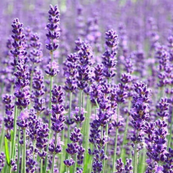 100 Lavender Seeds - Perennial, Cold, Self-Pollinating, Plant in 3 Seasons, Perfect for Pollinator and Cottage Gardens