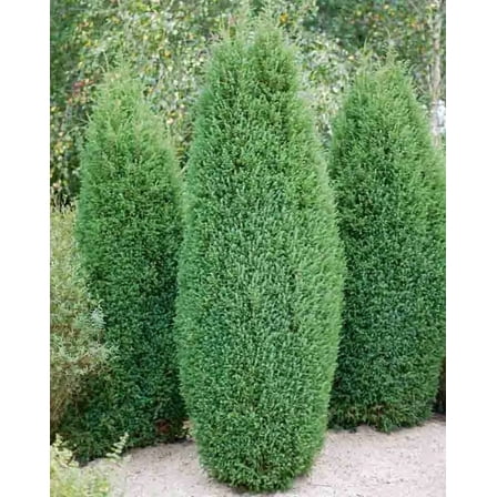 Ellwoodii Lawson's Cypress-Soft Blue-Green Foliage-Great for Landscaping  1 Gallon