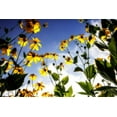 thumbnail image 2 of Hausenflock, Alan 32x23 White Modern Wood Framed Museum Art Print Titled - Flowers in the Sun II, 2 of 4