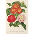 thumbnail image 2 of Charles Antoine Lemaire 11x14 Gold Ornate Wood Frame and Double Matted Museum Art Print Titled - Lantanas (Choice Of) (1854-1896), 2 of 4