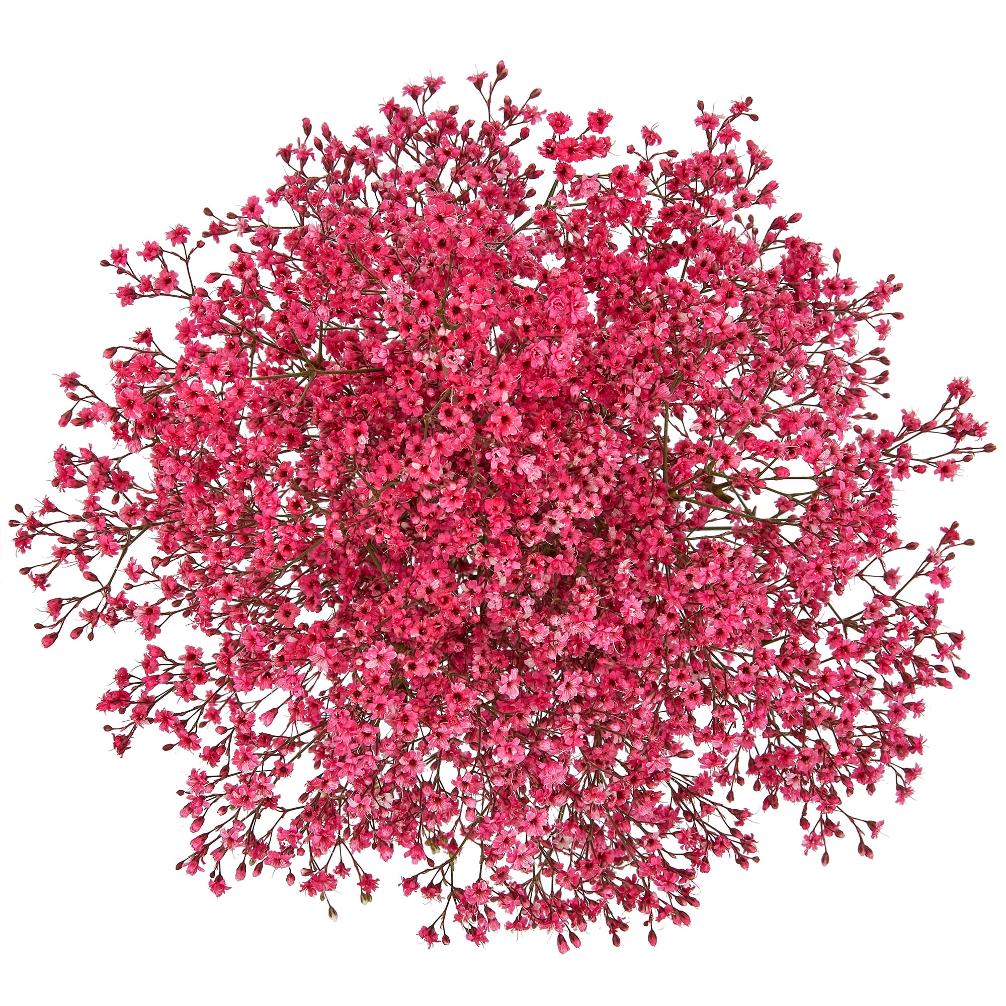 Baby's Breath (Gypsophila) Flower Bunch Small, Colors May Vary