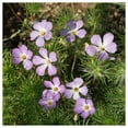 thumbnail image 2 of Everwilde Farms - 1/4 lb Mountain Phlox Native Wildflower Seeds - Gold Vault Bulk Seed Packet, 2 of 4