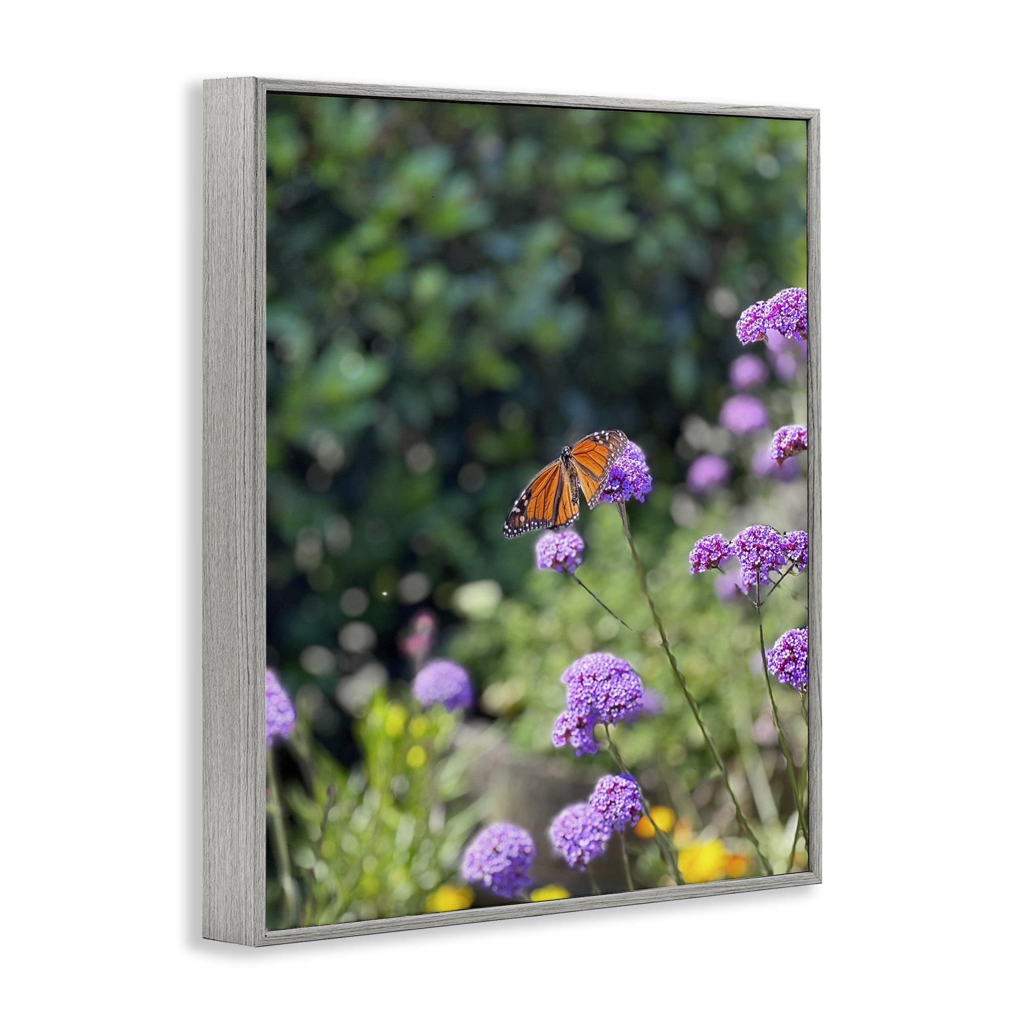 Stupell Industries Butterfly in Meadow Animals & Insects Photography Gray Framed Art Print Wall Art, 24 x 30