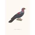 thumbnail image 3 of Coenraad Jacob Temminck 11x14 Black Modern Framed Museum Art Print Titled - Metal Dove. (1838), 3 of 5