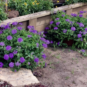 Live perennial 1 gal Verbena EnduraScape Dark Purple with Full Sunlight