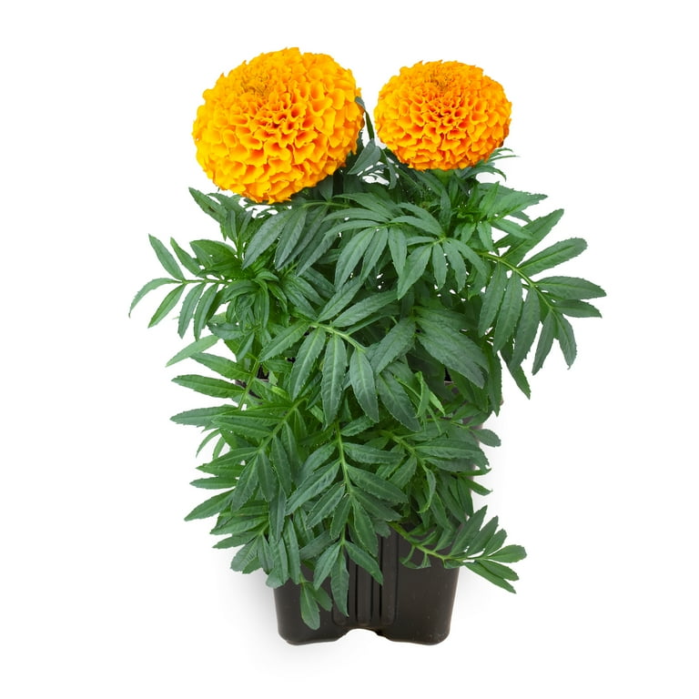 Expert Gardener Orange African Marigold Flowers, 1 Pt. Pot, Lives Plants &  Garden Flowers, Full Sun - Walmart.com
