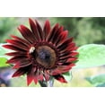 thumbnail image 5 of 25 CHOCOLATE CHERRY SUNFLOWER Helianthus Annuus Red & Brown Flower Seeds, 5 of 10