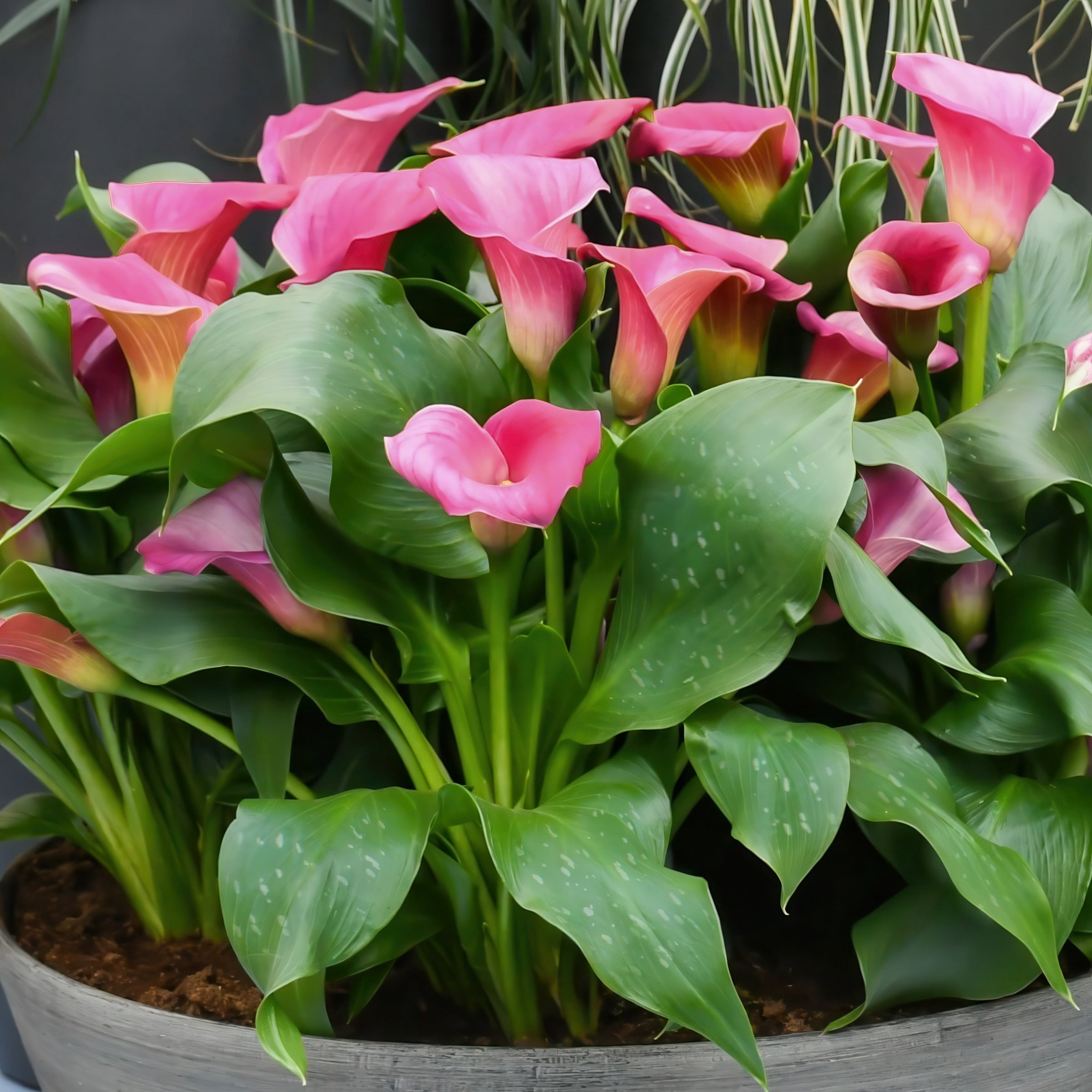 National Plant Network Calla Lily Zazu Bulbs (3-Pack)