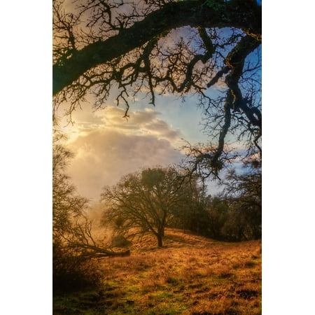 Wood Backed Wall - Light in the Back Woods, Mount Diablo California Print Wall Art By Vincent James