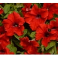 thumbnail image 5 of Proven Winners 2 Gallon Multispecies Multicolor Flowering Hanging Basket Outdoor Annual Live Plants Full Sun, 5 of 5