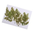 thumbnail image 1 of 10 piezas de adiantum de pntas prensadas secas naturales para manualidades de fabricación de bricoje Gloria Flores secas prensadas naturales, 1 of 9