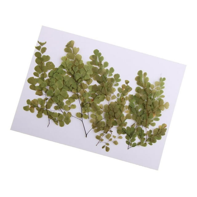 10 piezas de adiantum de pntas prensadas secas naturales para manualidades de fabricación de bricoje Gloria Flores secas prensadas naturales