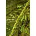 thumbnail image 2 of Horton, Janet 11x14 Gold Ornate Wood Framed with Double Matting Museum Art Print Titled - Hobart-Washington State-USA Moss-covered tree with licorice ferns growing out of it, 2 of 4